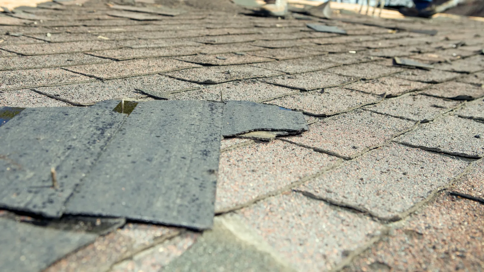 Torn shingle flap folded back over weathered roofing with exposed nails